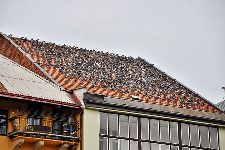 A2B Pest Control are able to install spikes to deter birds from roofs in Docklands. 