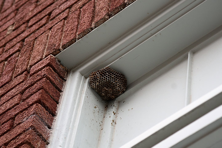 We provide a wasp nest removal service for domestic and commercial properties in Docklands.